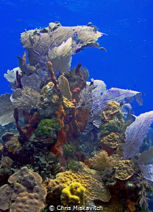 Sea fan off the Island of Utila by Chris Miskavitch 